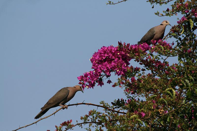 frieda 051.jpg - Grootringduiwe pronk by mekaar.